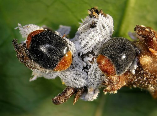 Cryptolaemus montrouzieri adultes